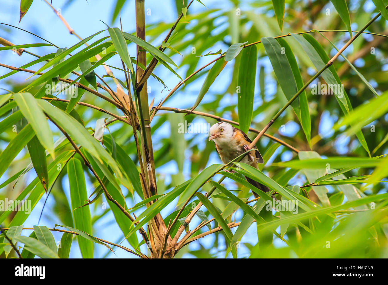 white-hooded Babbler bird  (Gampsorhynchus rufulus) in forest Stock Photo