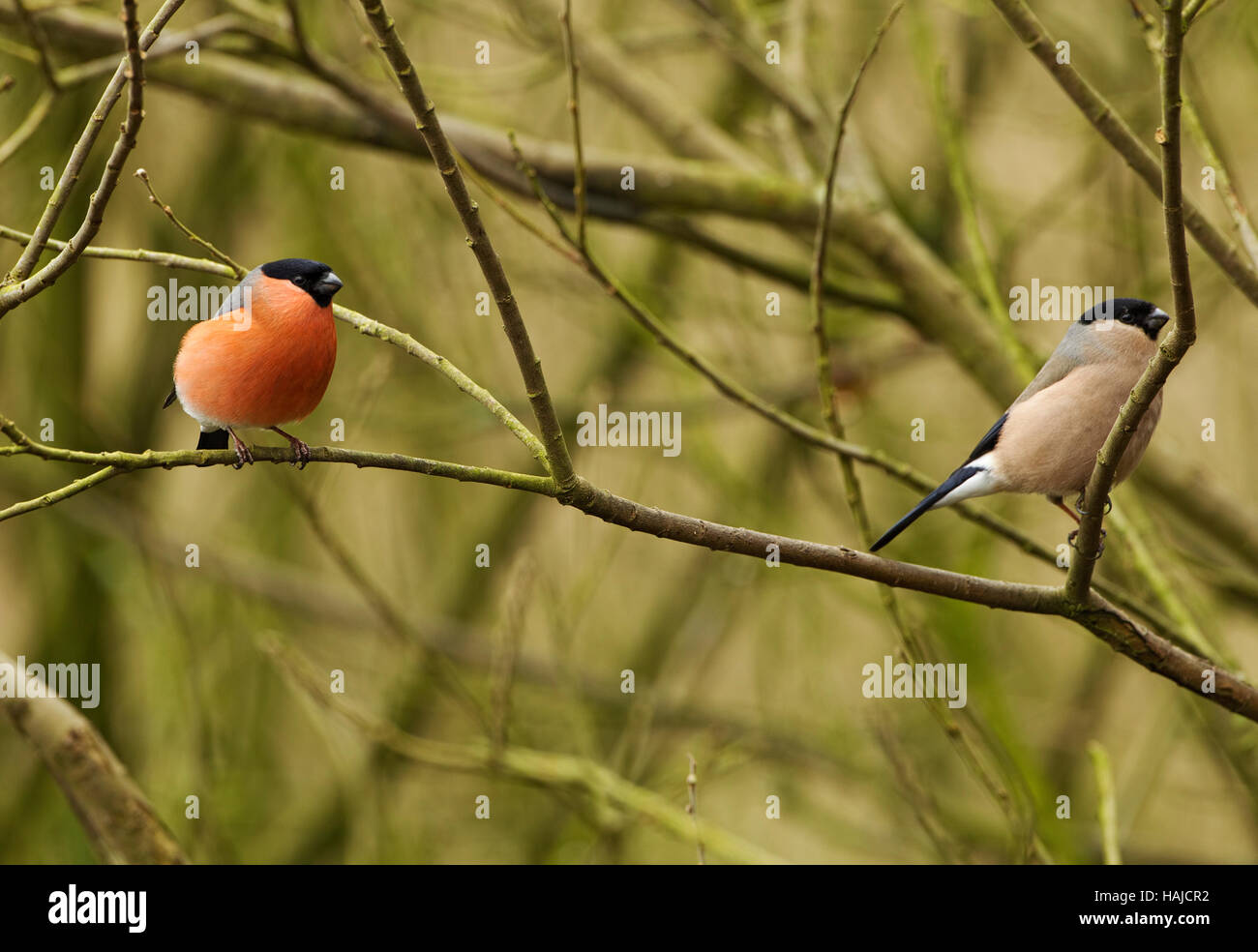 Male and female Bullfinches sitting on branches in a tree Stock Photo
