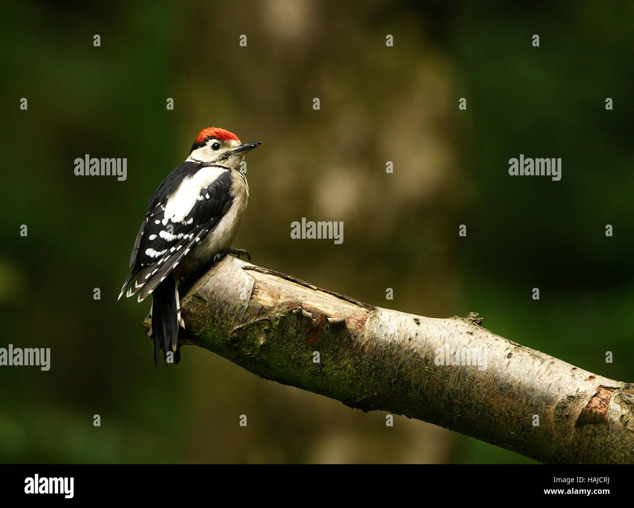 Male Great Spotted Woodpecker sitting on an old log in a forest Stock Photo