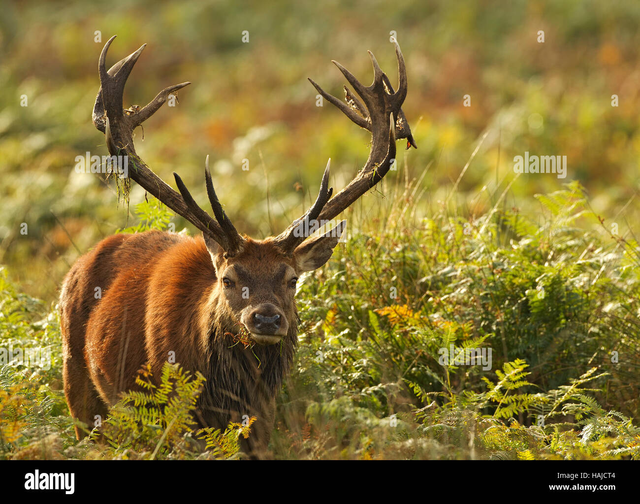Red deer stag walking through the bracken Stock Photo