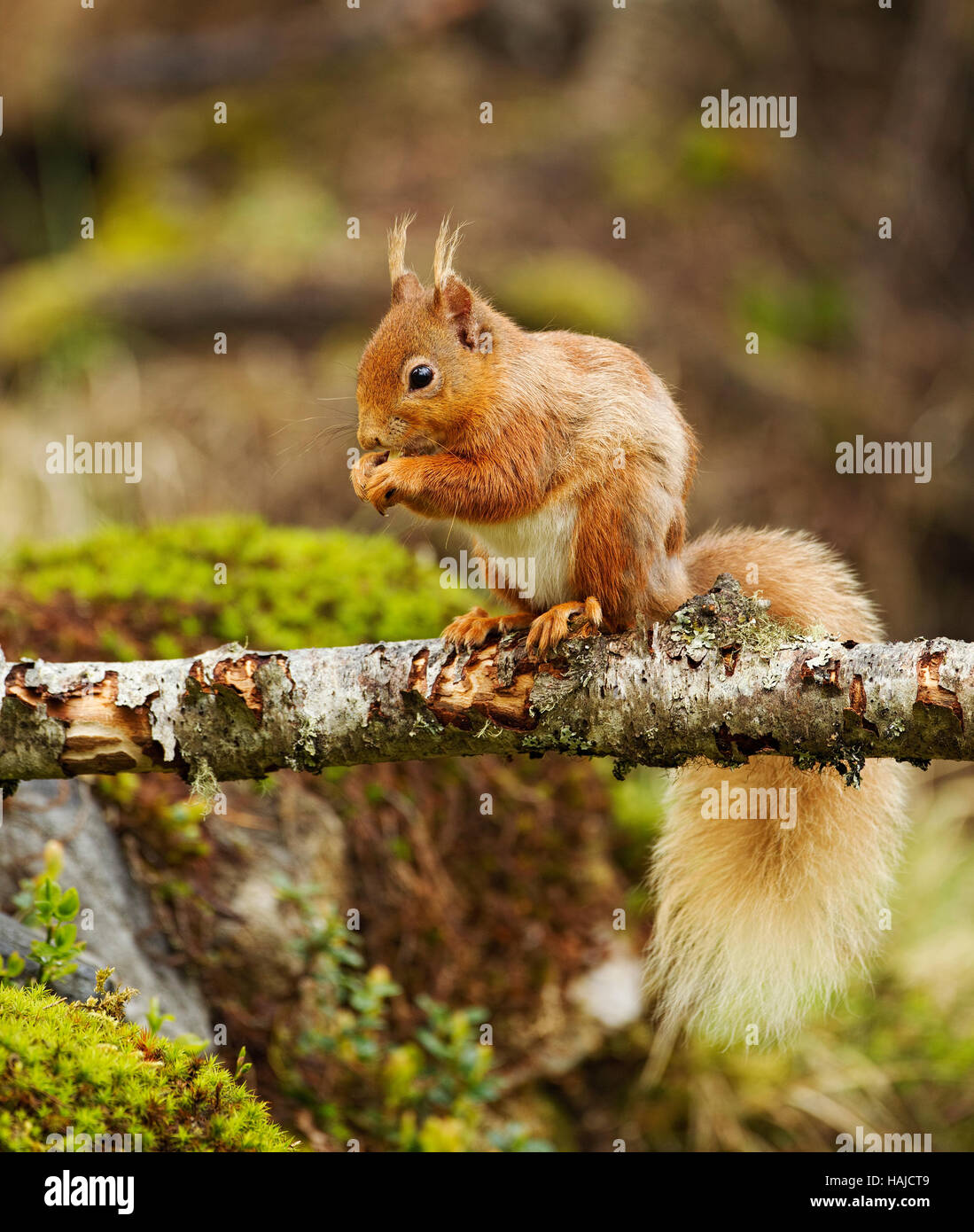 Red squirrel sitting on a dead tree branch eating Stock Photo