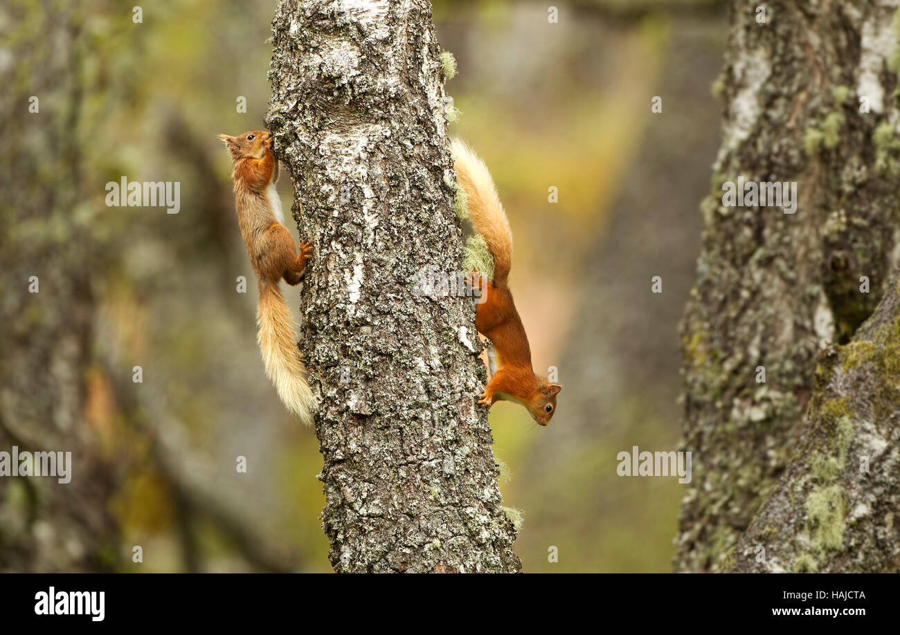 2 Red squirrels chasing each other on an old silver birch tree trunk Stock Photo