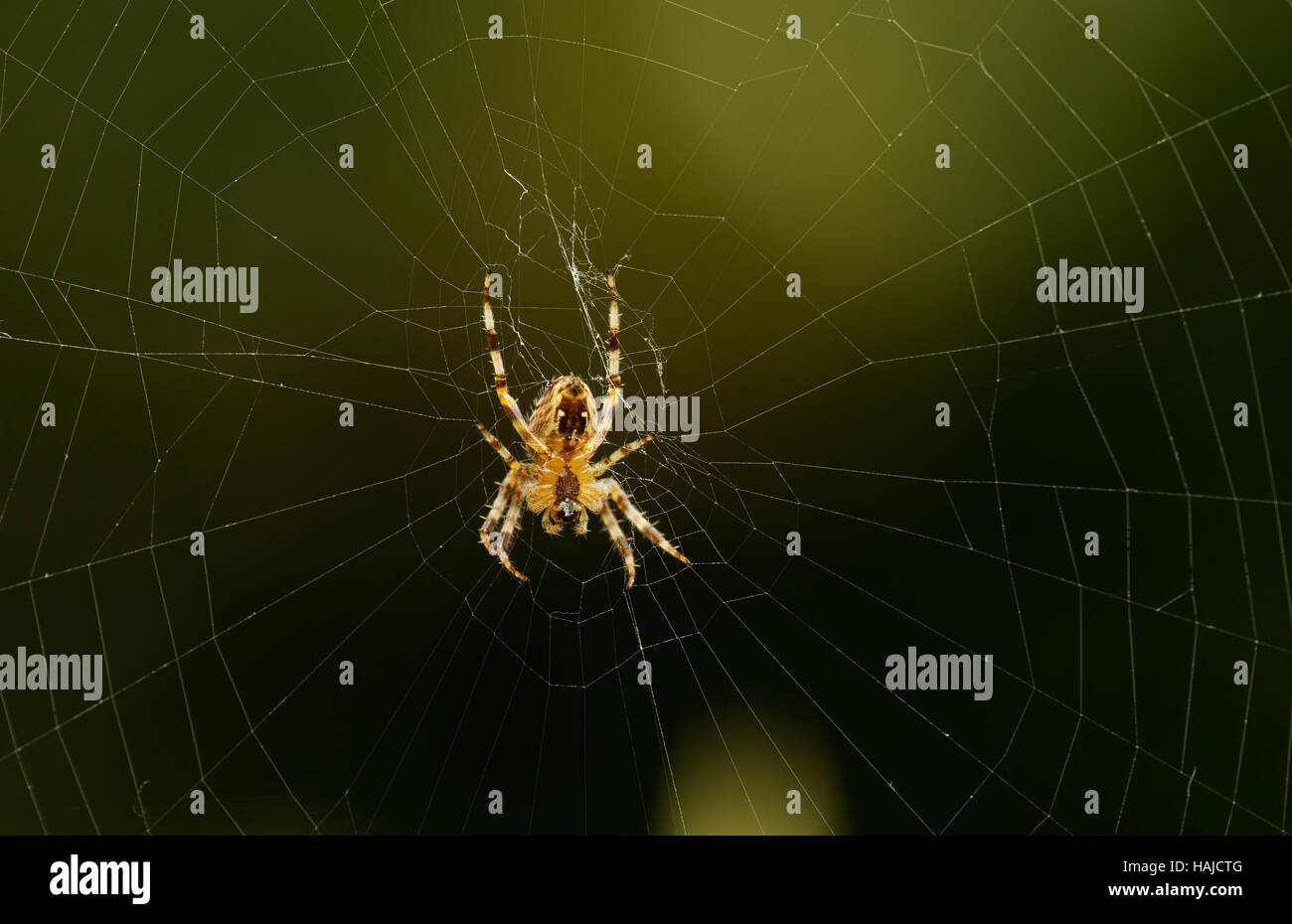 Garden spider sitting in a web Stock Photo - Alamy