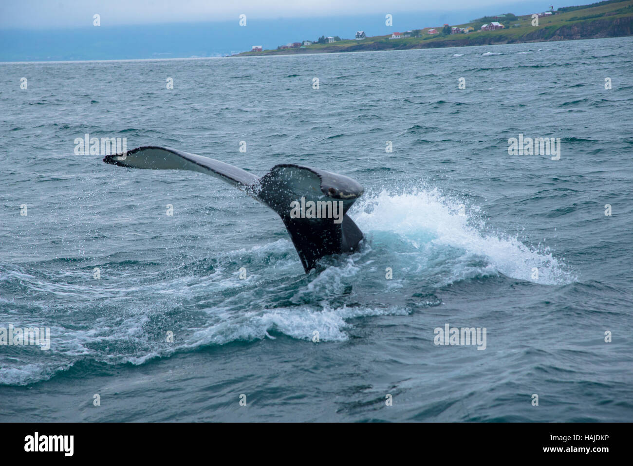 whale diving at akureyri flord iceland Stock Photo