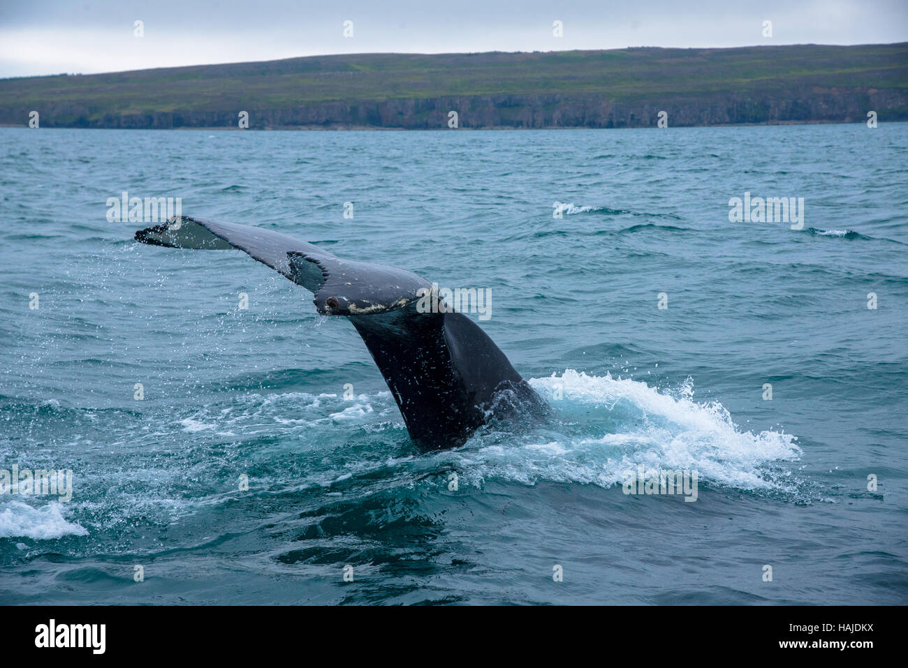 whale diving at akureyri flord iceland Stock Photo