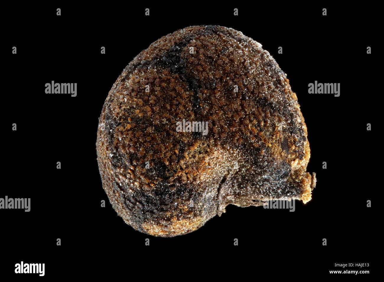 Anoda cristata, Spurred anoda, Crested anoda, seed, close up, seed size 2-3 mm Stock Photo