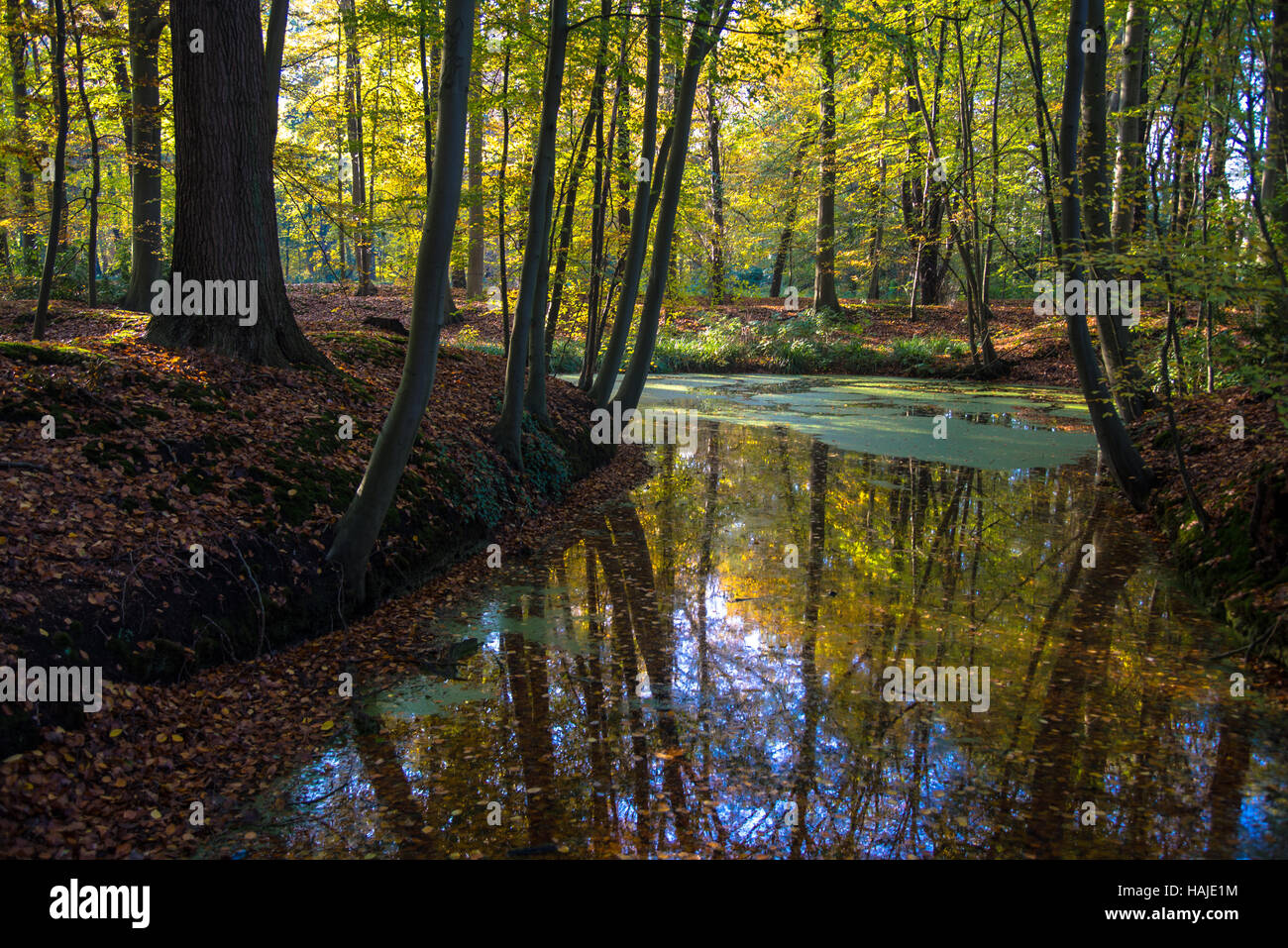 forest in fall Stock Photo
