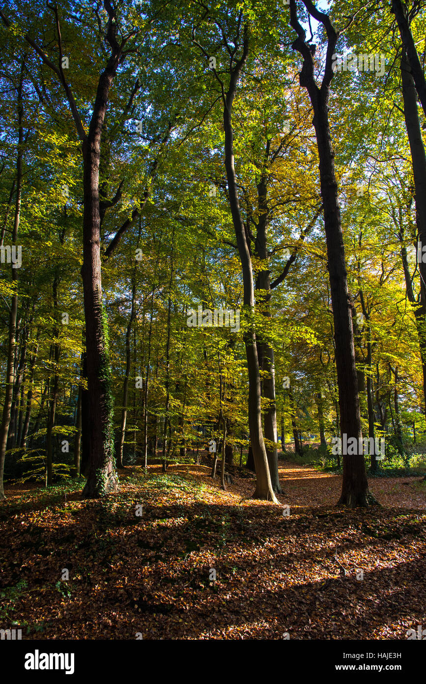 forest in fall Stock Photo