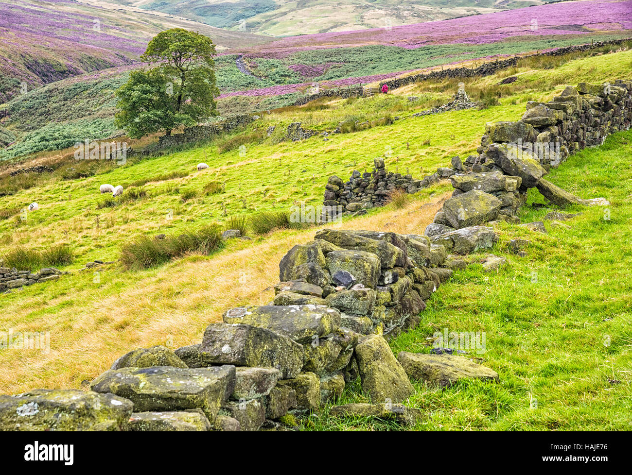 A path to Top Withens and Bronte waterfalls, near Haworth village ...