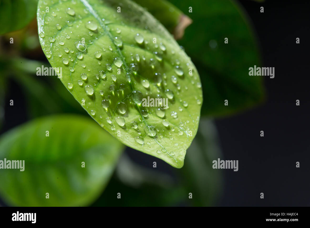 Green leaf with drops of water. black background Stock Photo - Alamy