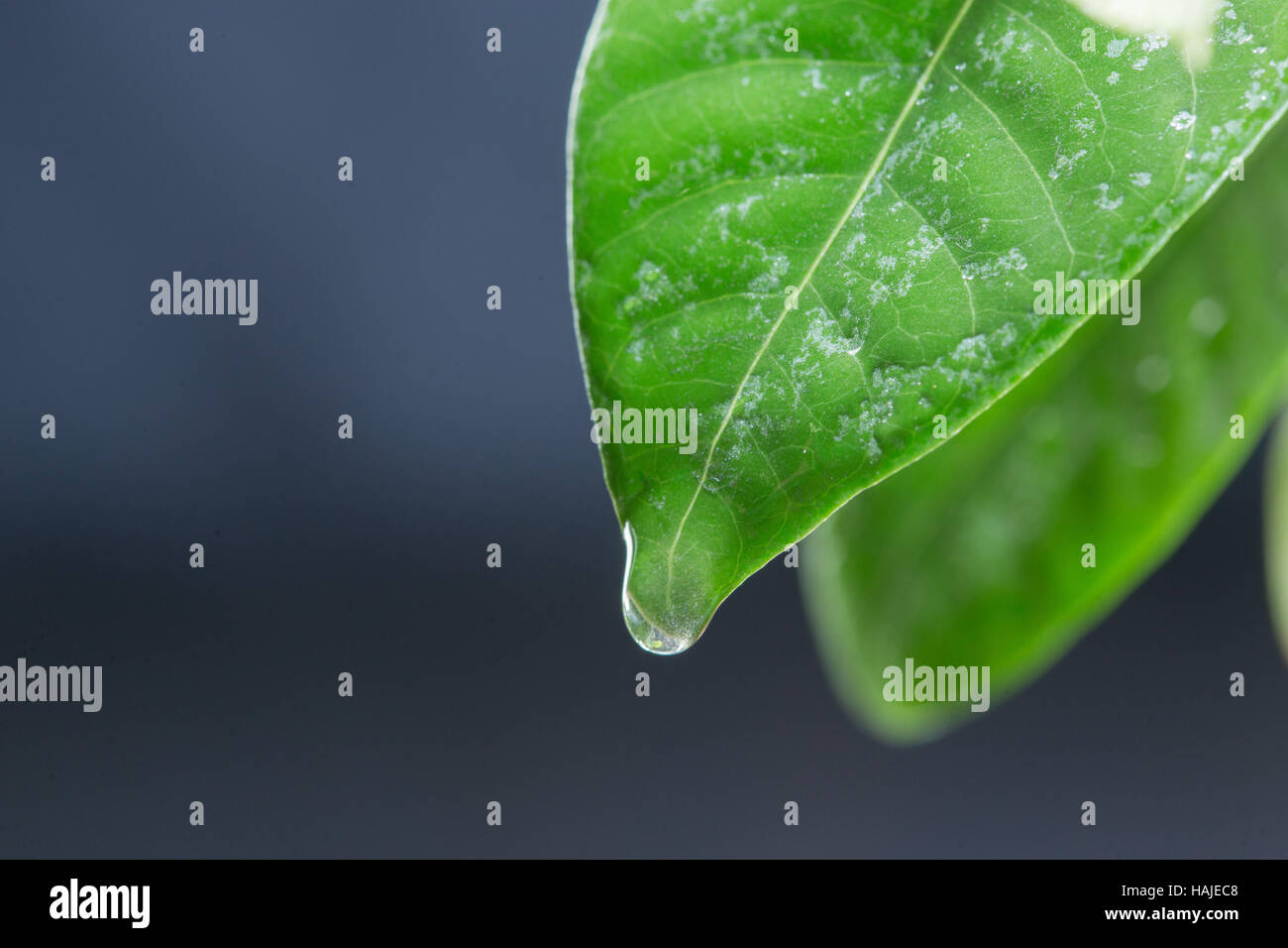 Green leaf with drops of water. black background Stock Photo - Alamy