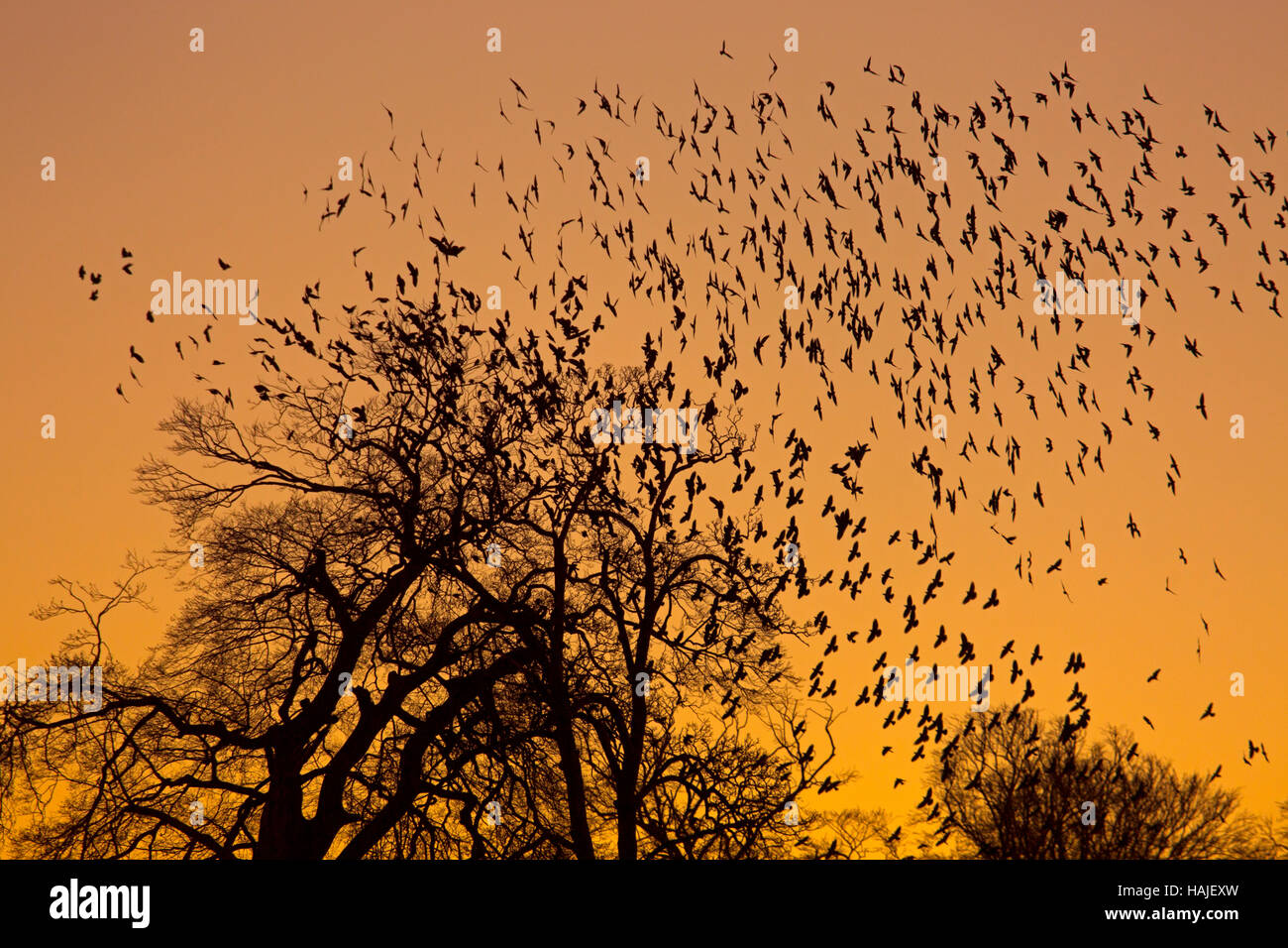 Jackdaws Corvus monedula going to roost and gathering before dark in beech trees Stock Photo