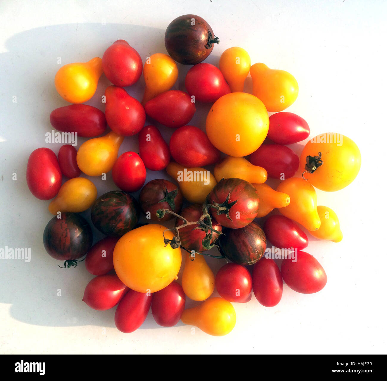 Pile of various red and yellow tomatoes on white studio background ...