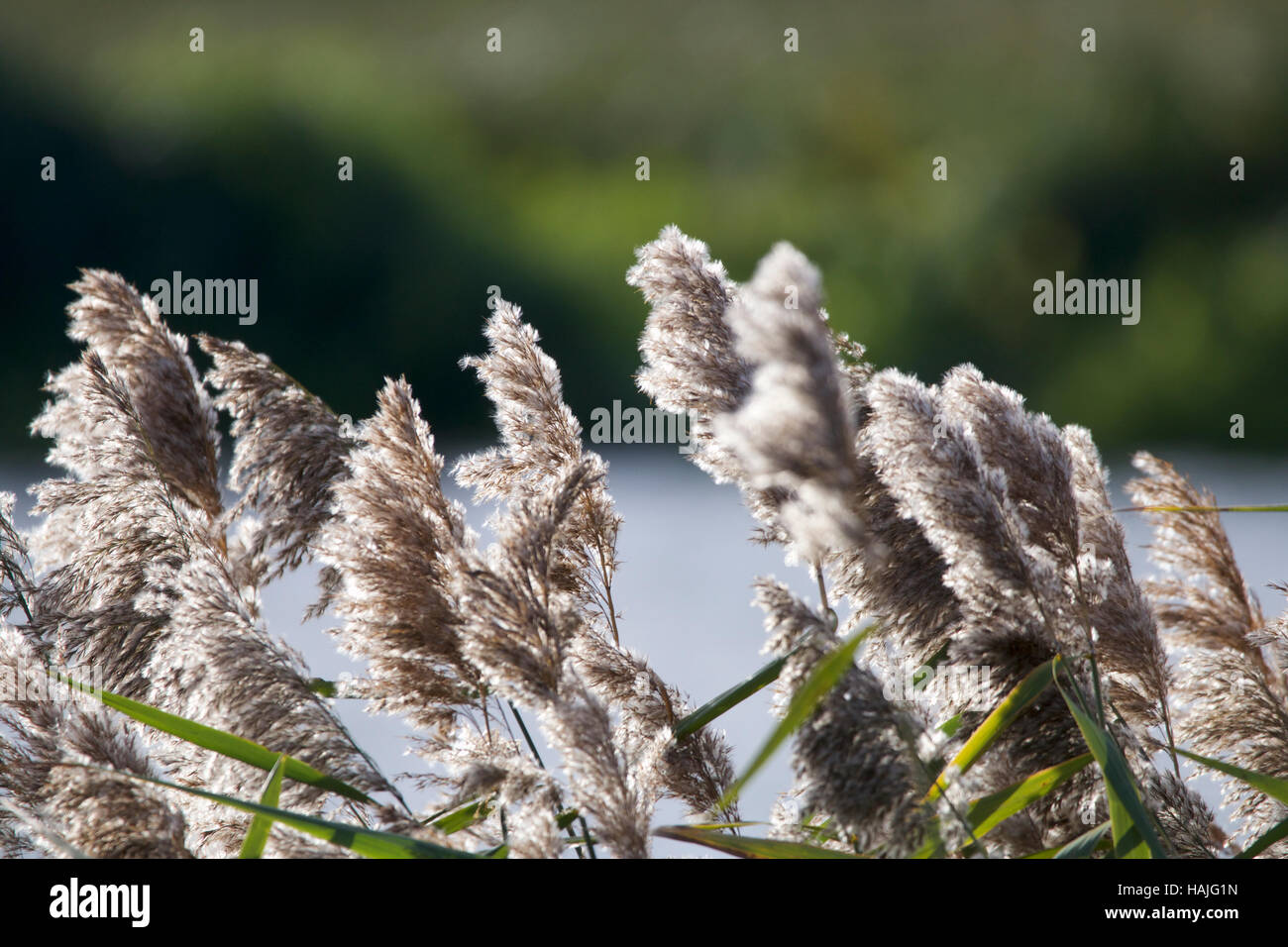 Grass flowers hi-res stock photography and images - Alamy