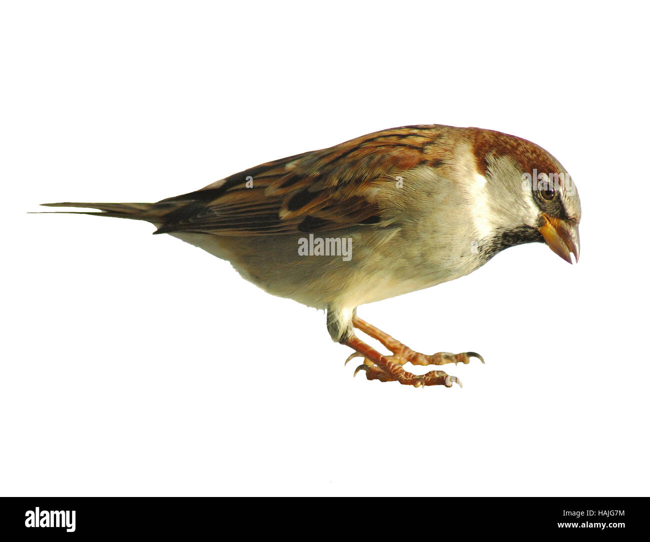 Rock Sparrow ( Petronia petronia) Isolated on white in interesting pose Stock Photo