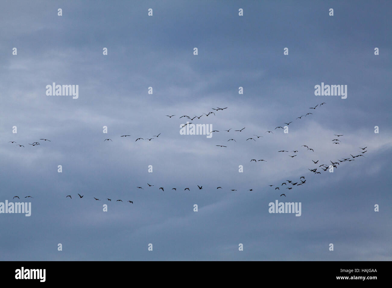 Pink-footed Geese Anser brachyrhynchus. Skein arrival from Iceland to Norfolk for the winter. UK. Autumn. Stock Photo