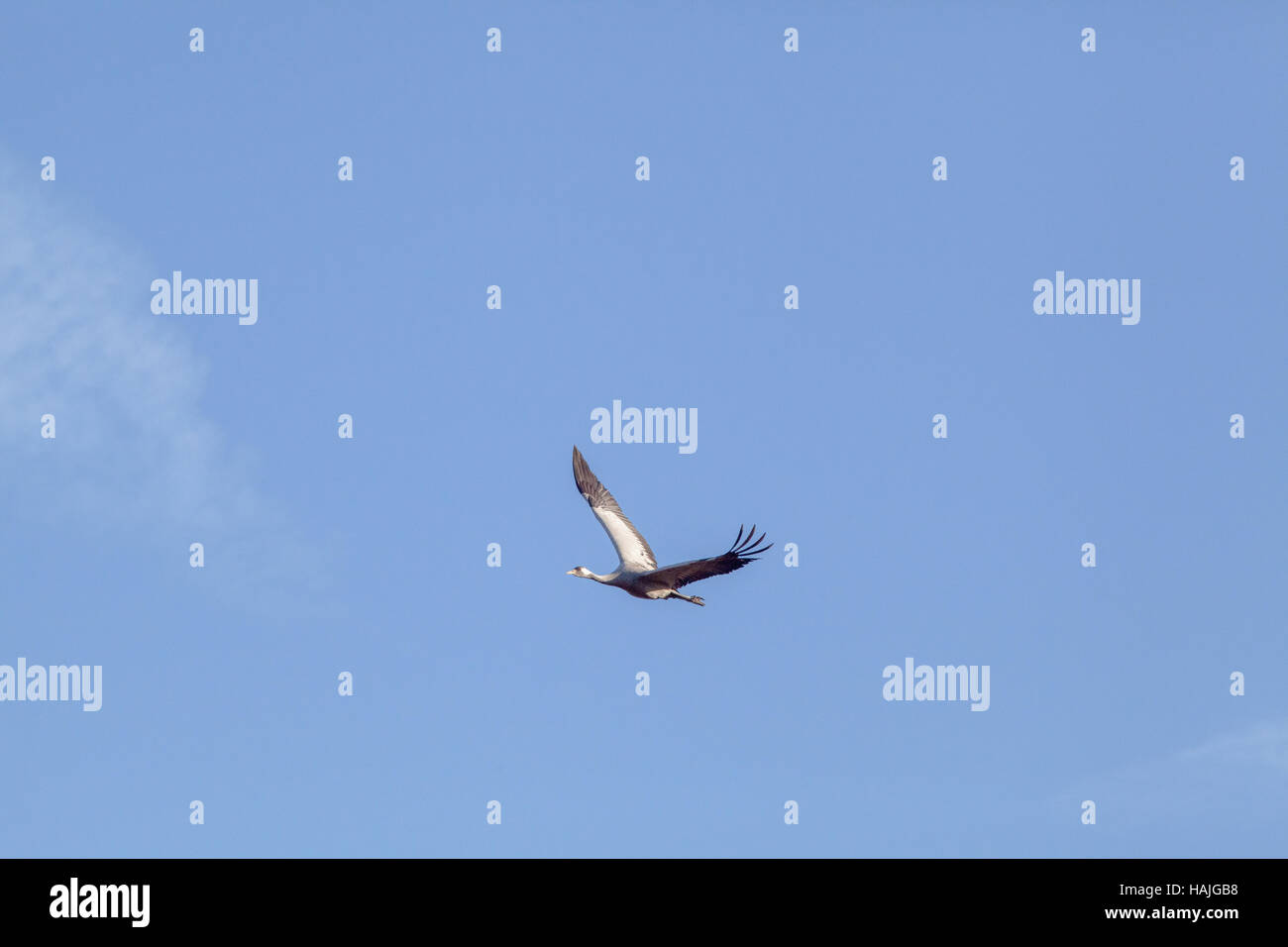 Common or European Crane. Grus grus. Sustained flight. Hickling. Broadland. Norfolk. East Anglia. UK. Stock Photo