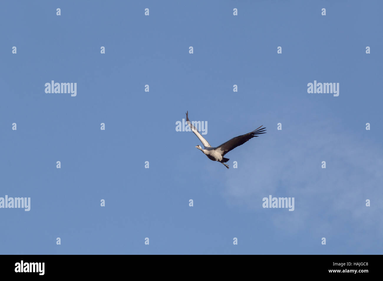 Common or European Crane. Grus grus. Sustained flight. Hickling. Broadland. Norfolk. East Anglia. UK. Stock Photo