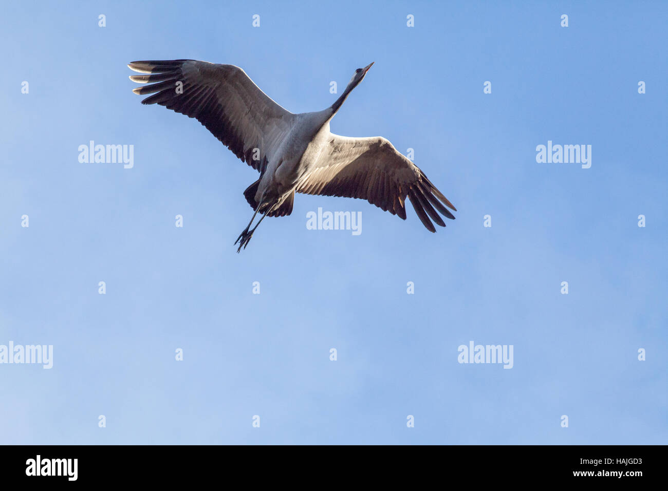 Common or European Crane. Grus grus. Sustained flight. Hickling. Broadland. Norfolk. East Anglia. UK. Stock Photo