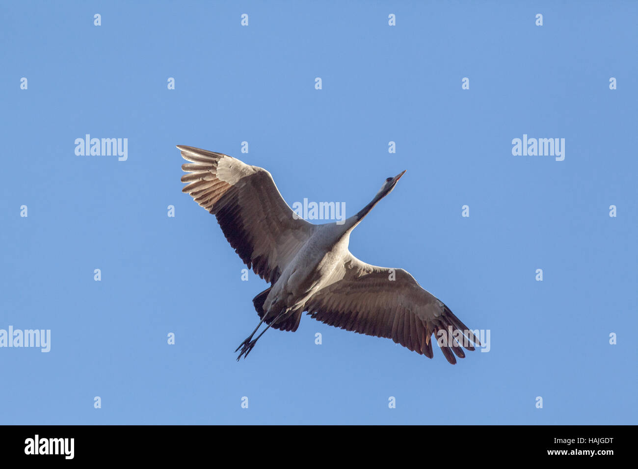 Common or European Crane. Grus grus. Sustained flight. Hickling. Broadland. Norfolk. East Anglia. UK. Stock Photo