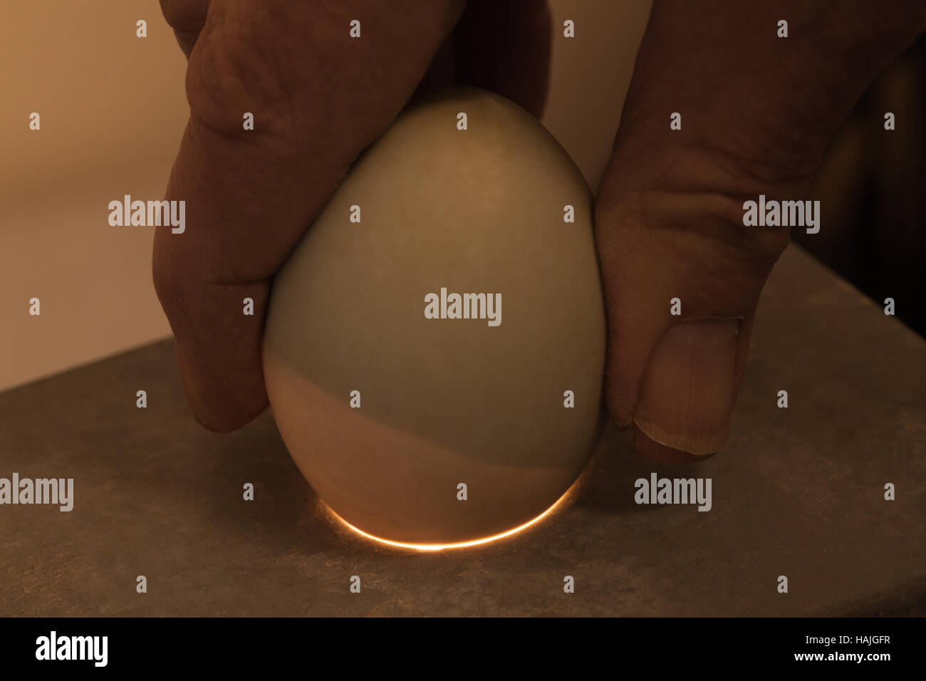 Bird egg held over a candling electric light. The wider egg end exposed to the light reveals the sharp demarcation between the air space, the shell an Stock Photo