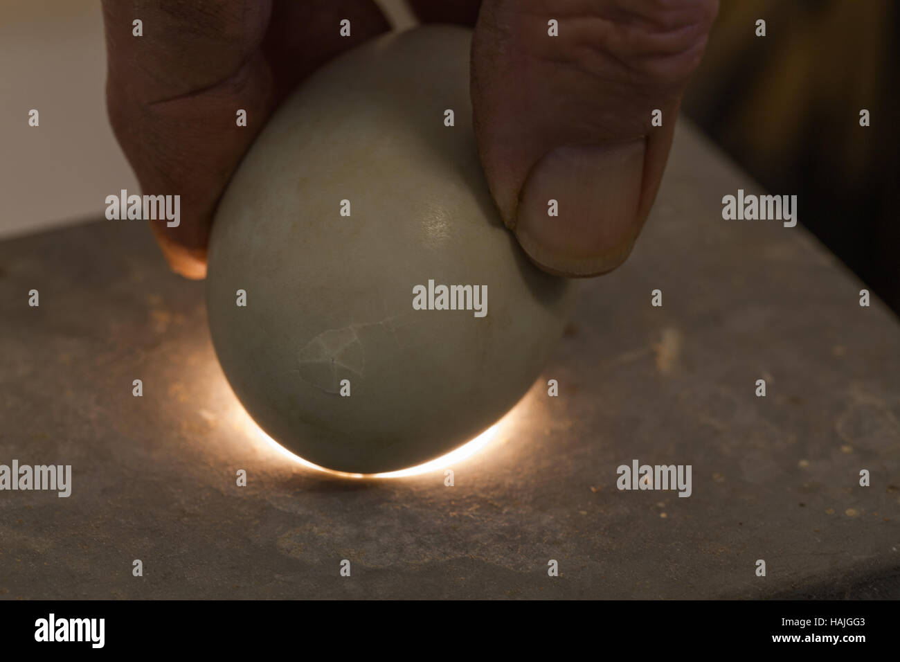 Bird Egg Incubation. Full term development of a gosling within the shell. First ‘star’ chip mark showing at at the wide end. Stock Photo