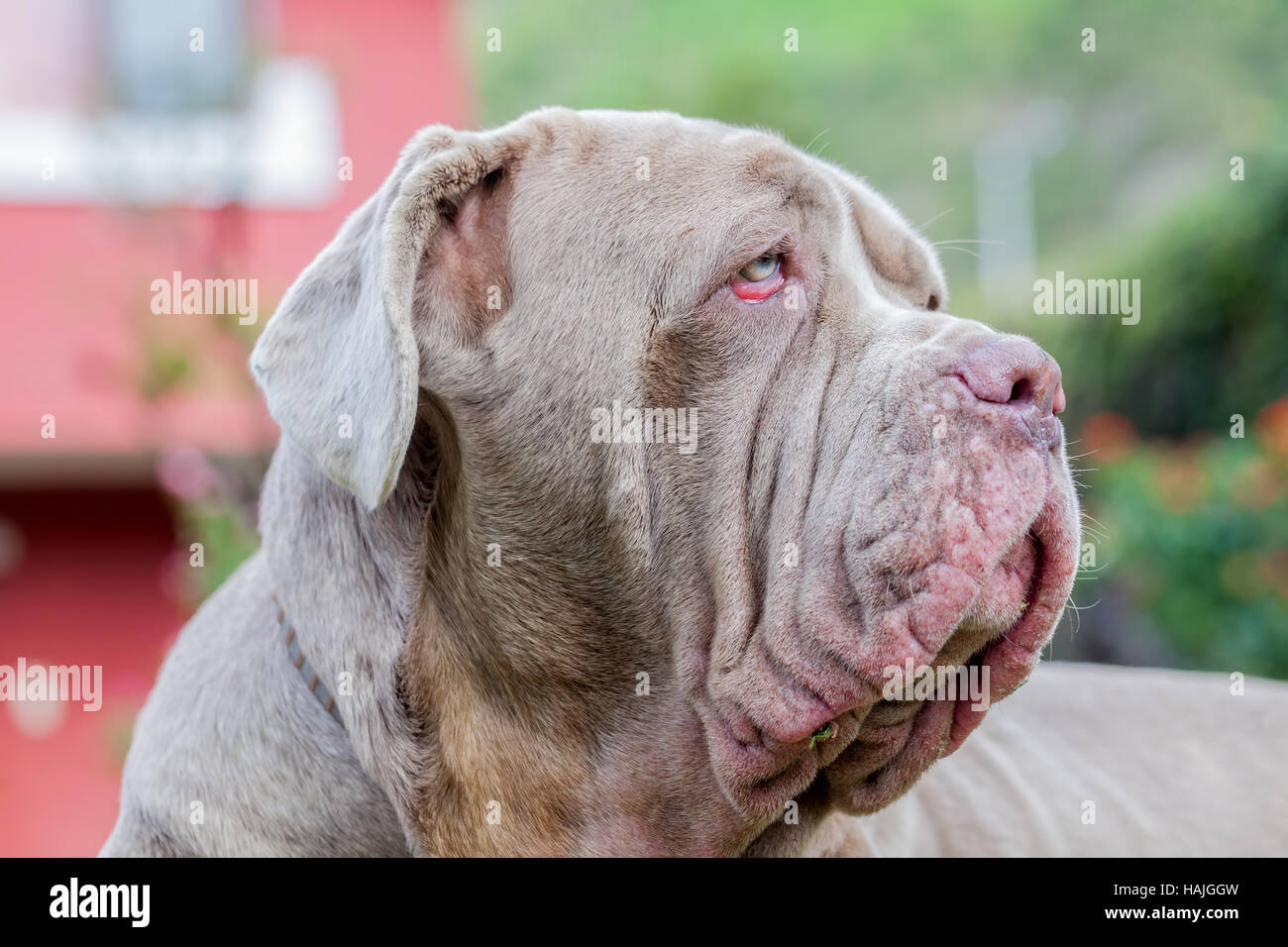 Portrait Of A Purebred Female Dog Neapolitan Mastiff Stock Photo