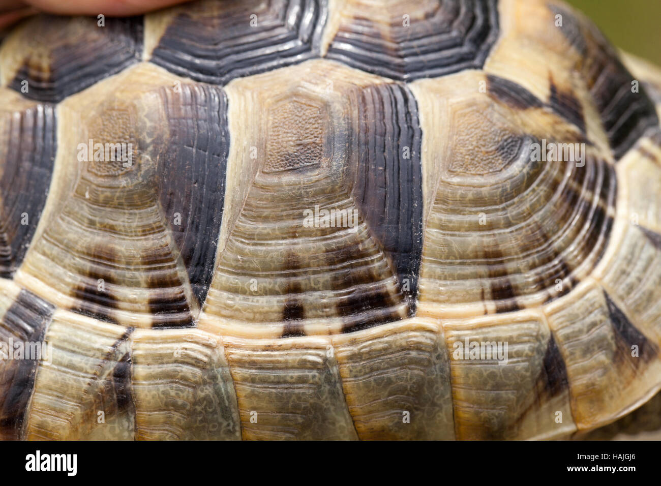 Mediterranean Spur-thighed Tortoise (Testudo graeca ibera). Carapace, or upper shell, scutes showing periods of growth rings. Head end right. Stock Photo