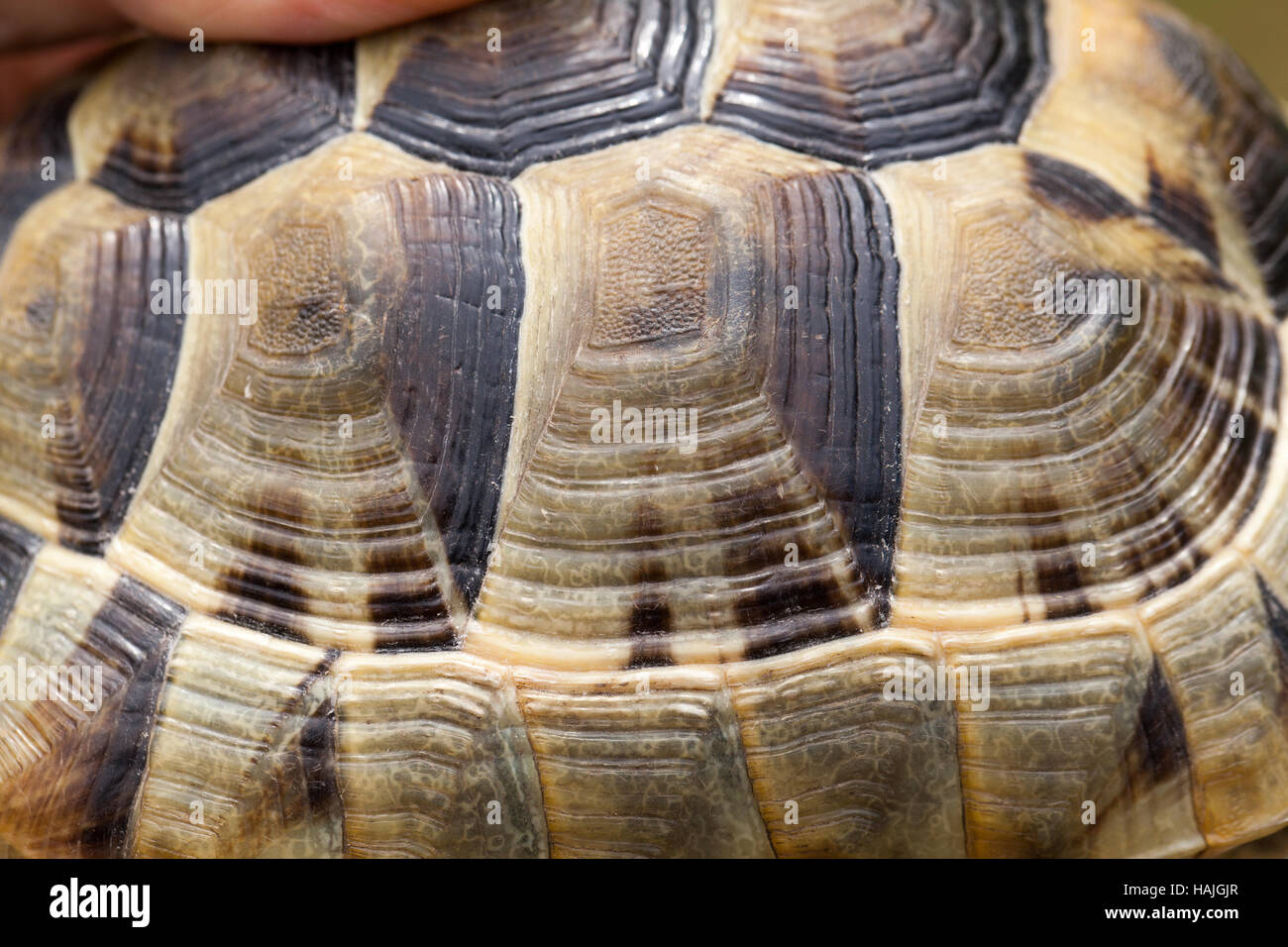 Mediterranean Spur-thighed Tortoise (Testudo graeca ibera). Carapace, or upper shell, scutes showing periods of growth rings. Head end right. Stock Photo