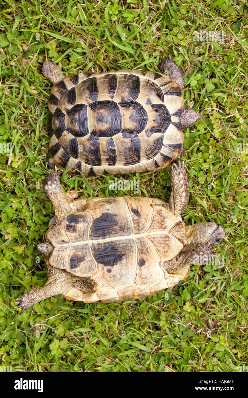 Mediterranean Spur-thighed Tortoises (Testudo graeca). Juveniles. Showing dorsal, top view of shell or carapace, and below, underside or plastron view Stock Photo