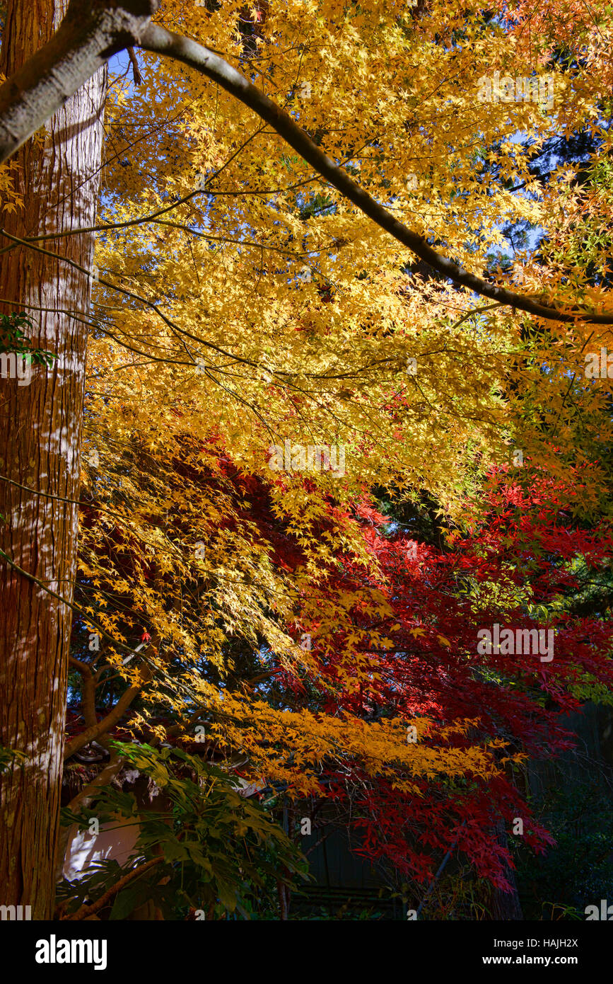 Fall leaves kyoto hires stock photography and images Alamy
