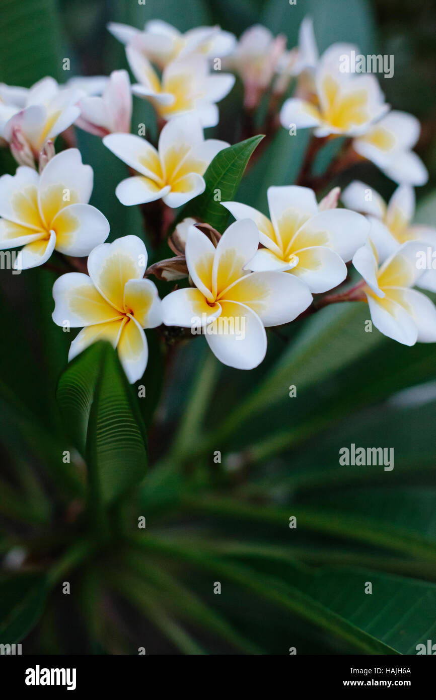 White & Yellow Frangipani flowers on a frangipani plant Stock Photo