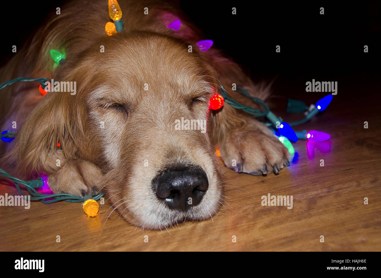 sleeping golden retriever tangled in glowing Christmas lights on wood floor Stock Photo