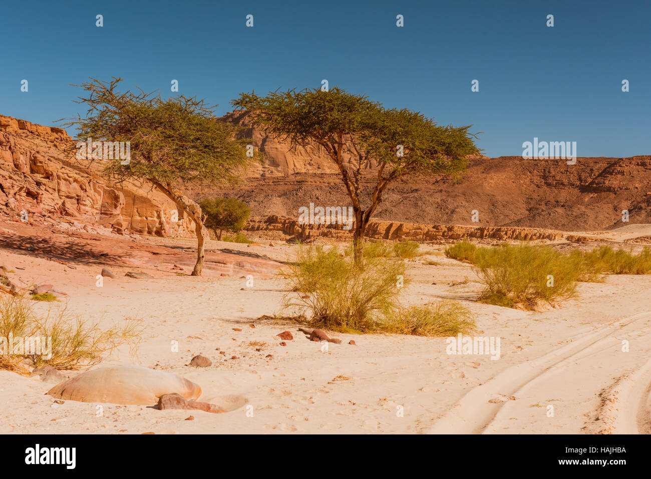 dry desert and tree sinai egypt Stock Photo Alamy