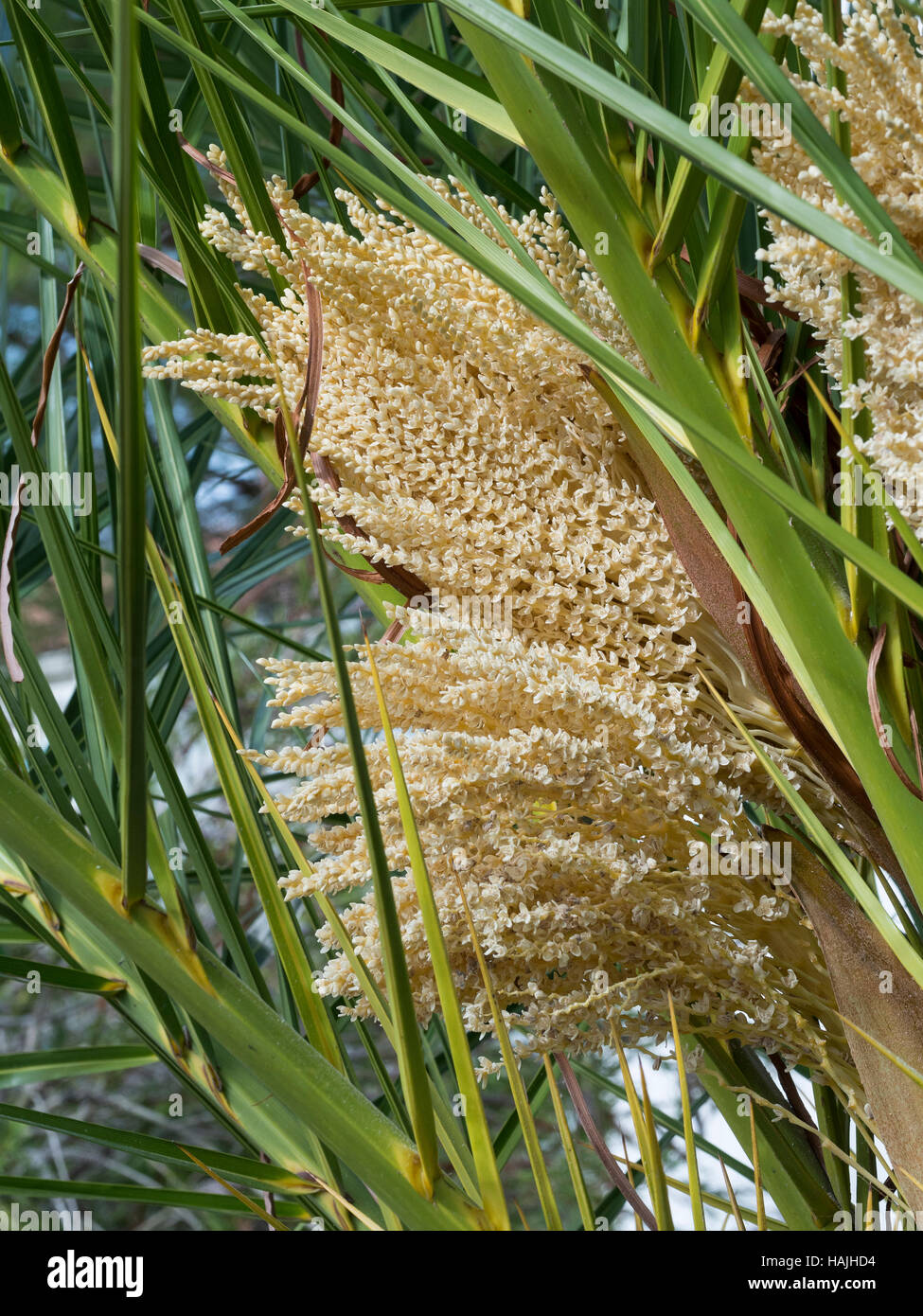 Flower of palm tree Stock Photo Alamy
