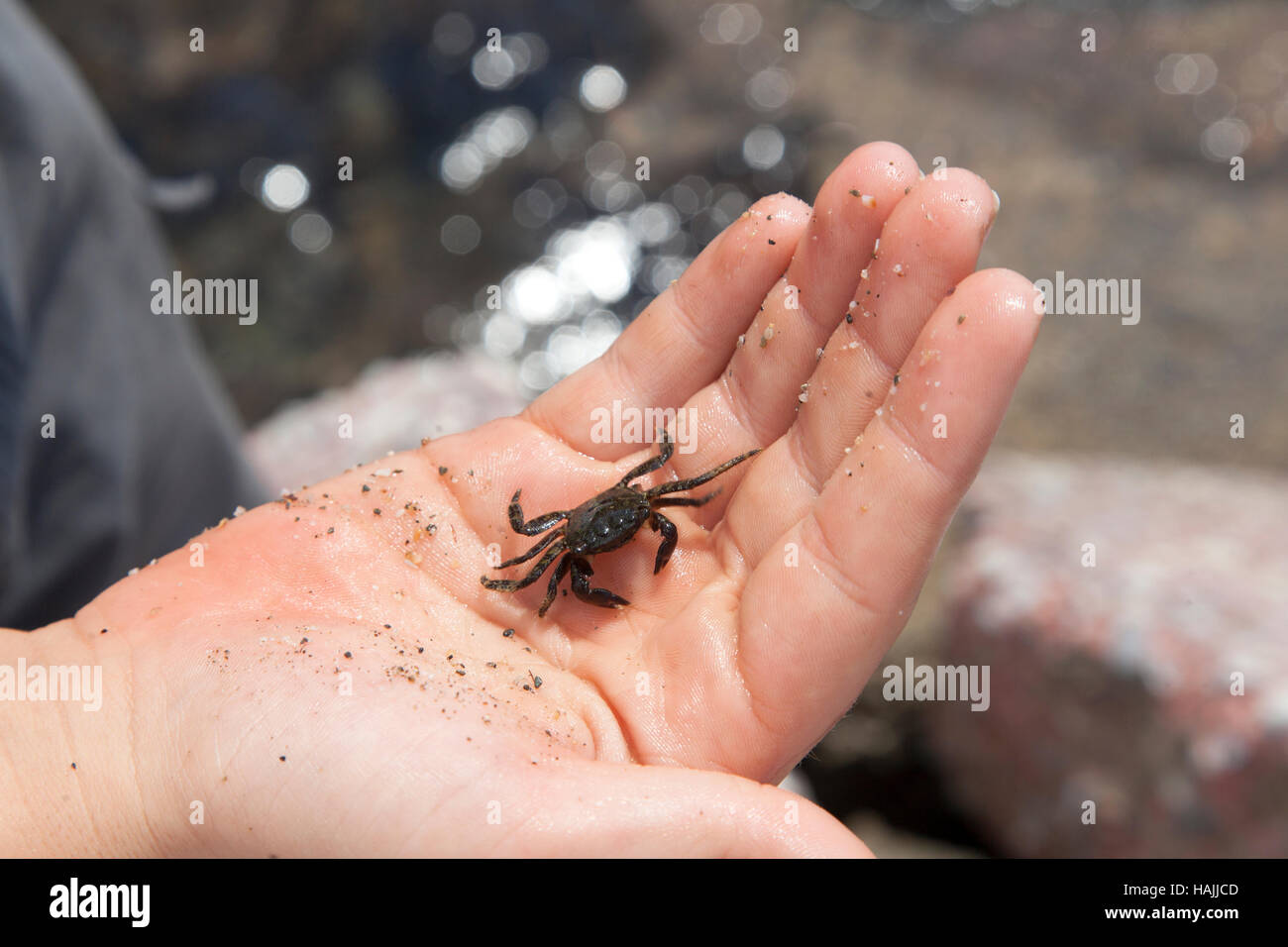 Small crab on child's hand Stock Photo