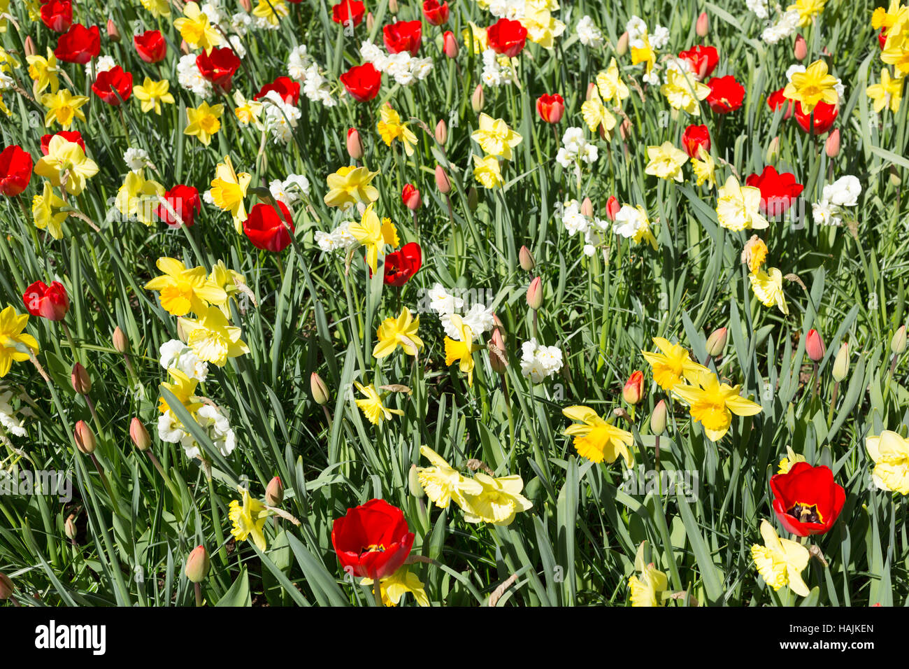 Fresh spring tulips growing in the Keukenhof Park. Netherlands Stock ...