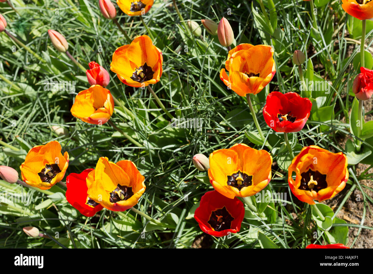 Fresh spring tulips growing in the Keukenhof Park. Netherlands Stock ...