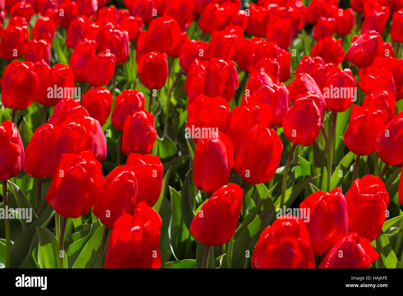 Fresh spring tulips growing in the Keukenhof Park. Netherlands Stock ...