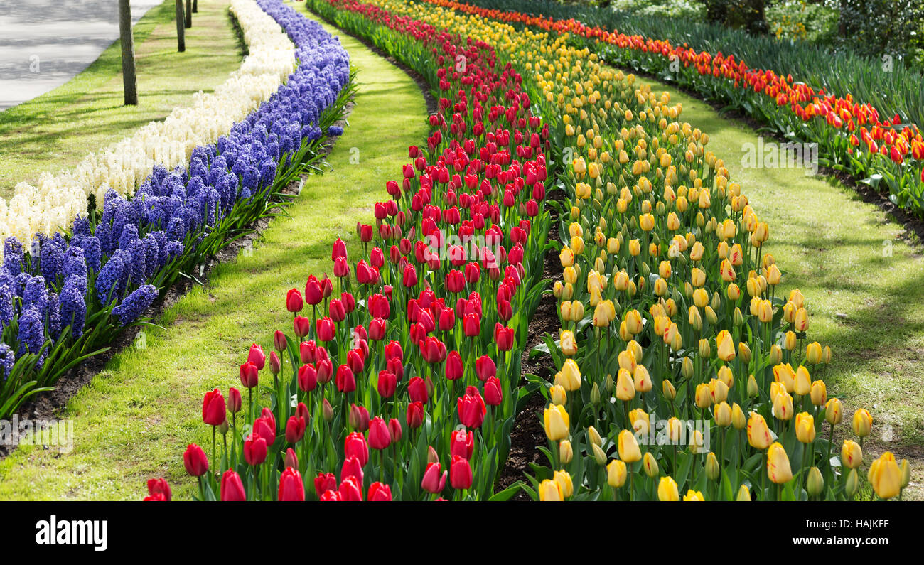 Tulips in the Keukenhof park. Holland Stock Photo - Alamy