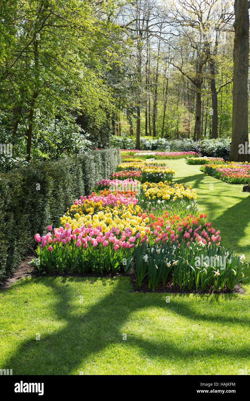 Tulips in the Keukenhof park. Holland Stock Photo - Alamy
