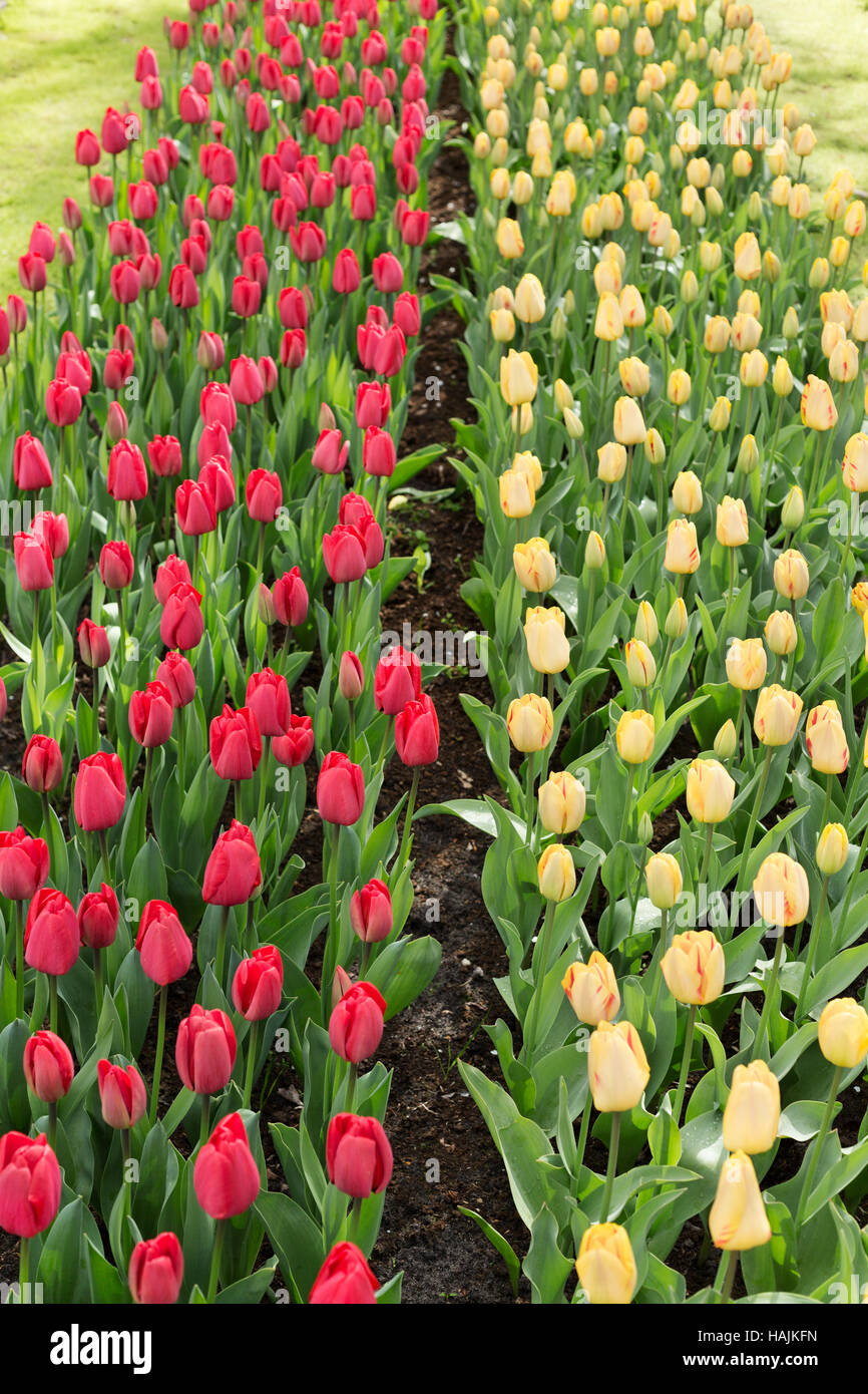 Tulips in the Keukenhof park. Holland Stock Photo - Alamy