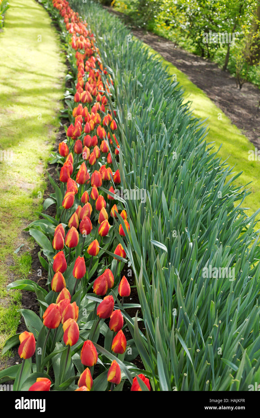 Tulips in the Keukenhof park. Holland Stock Photo - Alamy