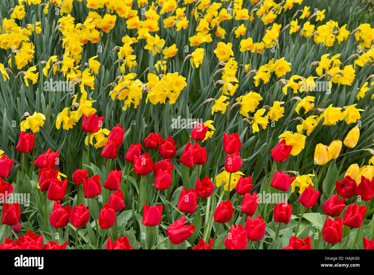 Tulips in the Keukenhof park. Holland Stock Photo - Alamy