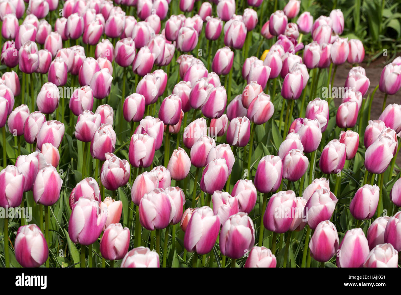 Tulips in the Keukenhof park. Netherlands Stock Photo - Alamy