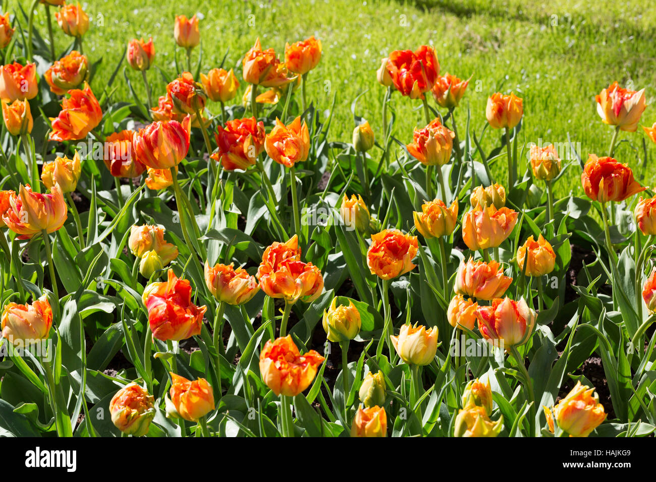 Flowers tulips in the park Keukenhof in the Netherlands Stock Photo - Alamy