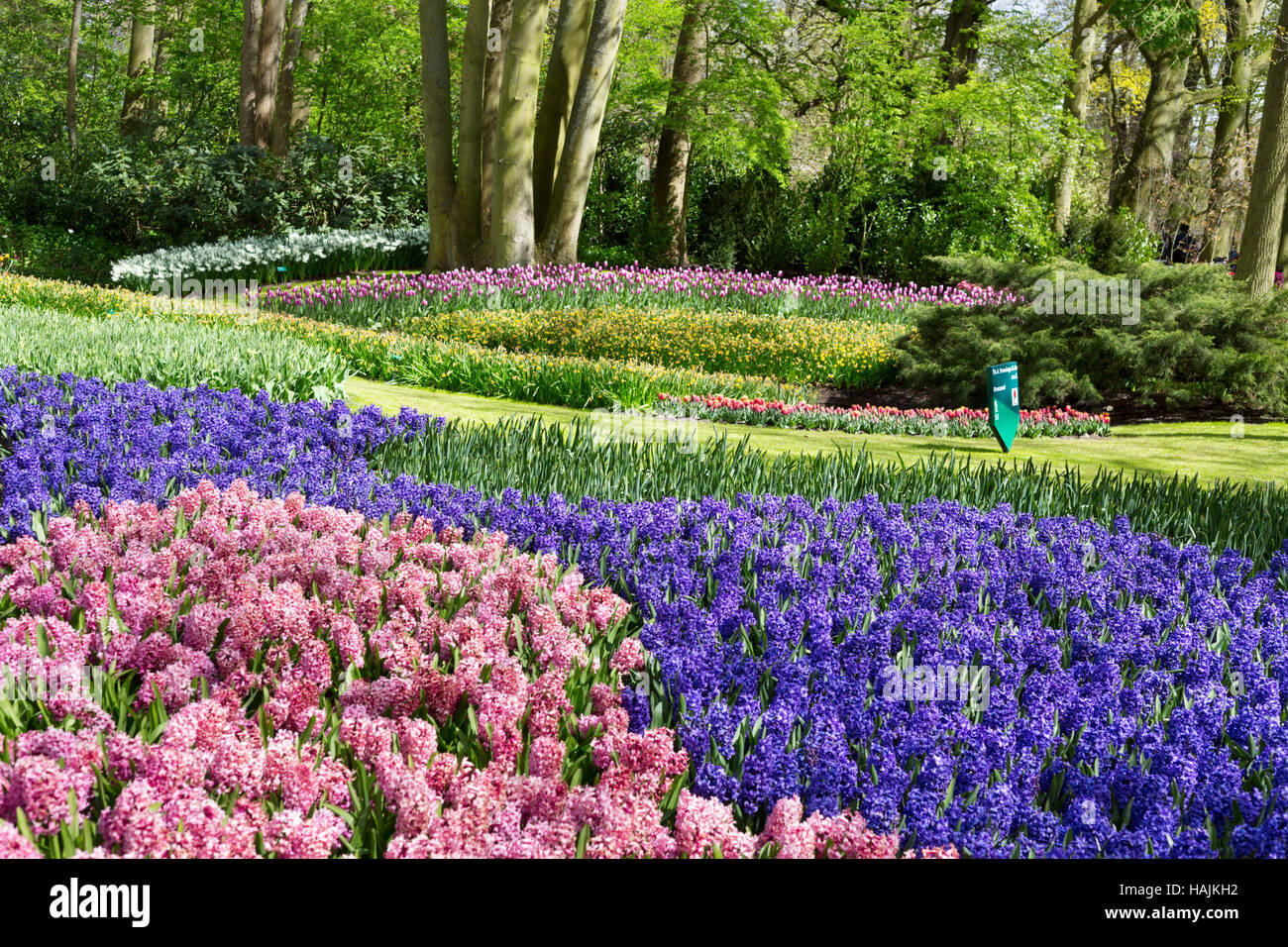 Flowers tulips in the Keukenhof park, Netherlands Stock Photo - Alamy