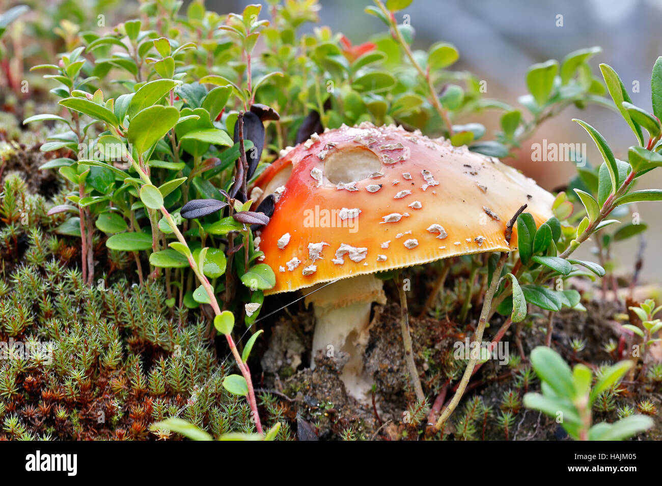 Poisonous mushroom a fly agaric grows in the northern woods with moss Stock Photo