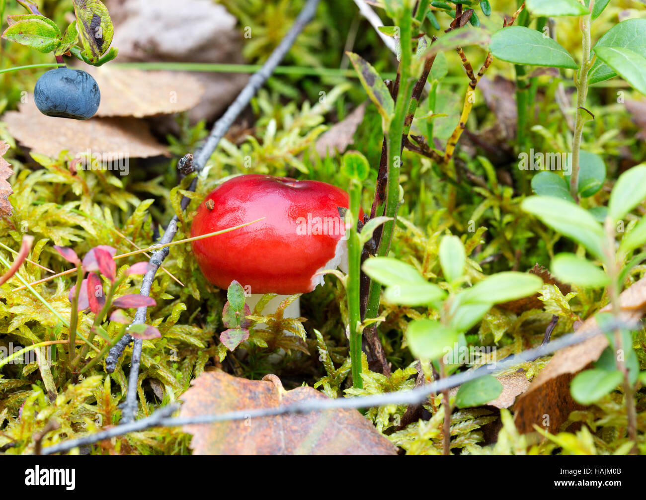 Young red mushroom in the green green grass Stock Photo