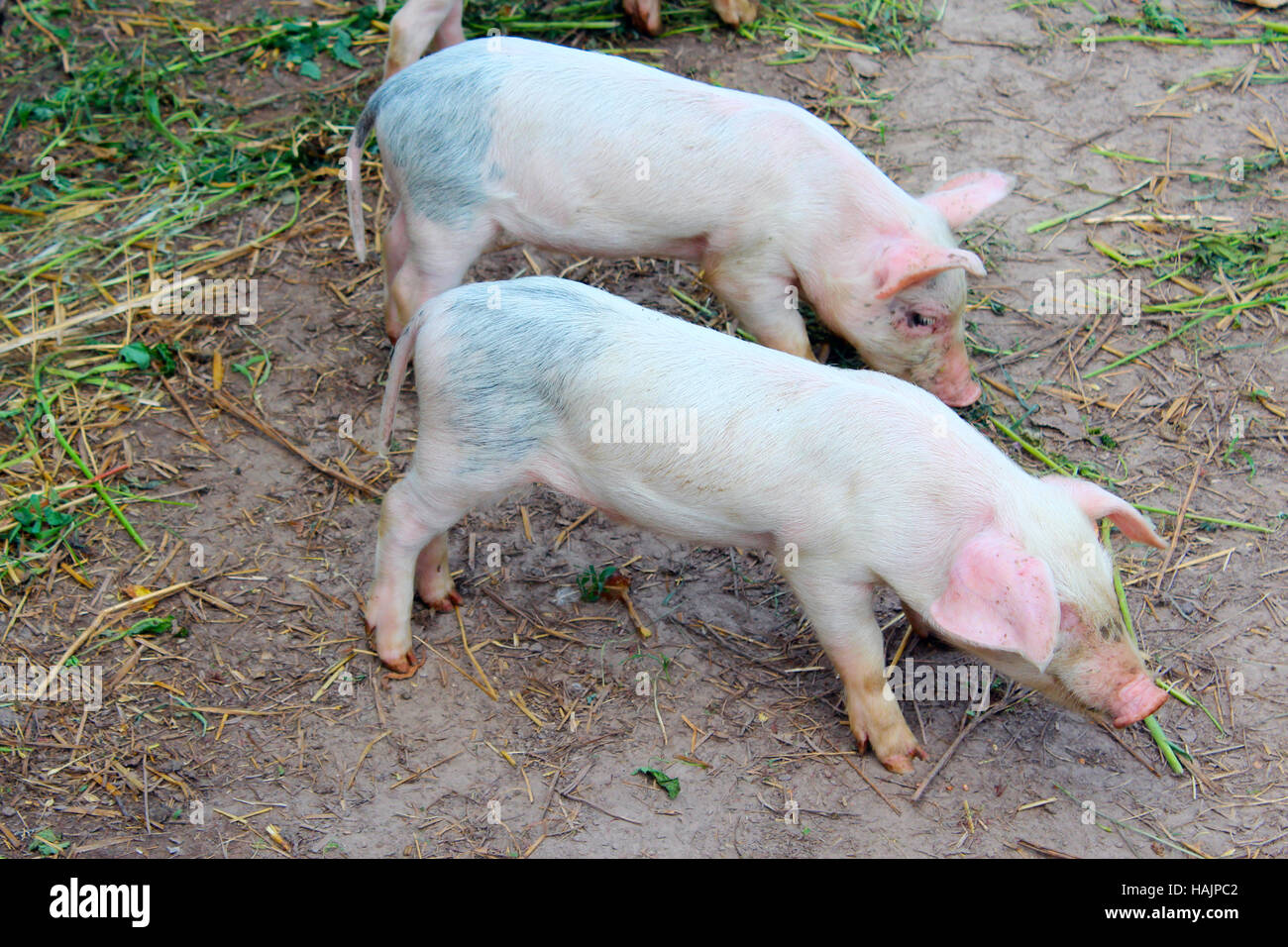 little jolly piglets on the farm digging in soil Stock Photo